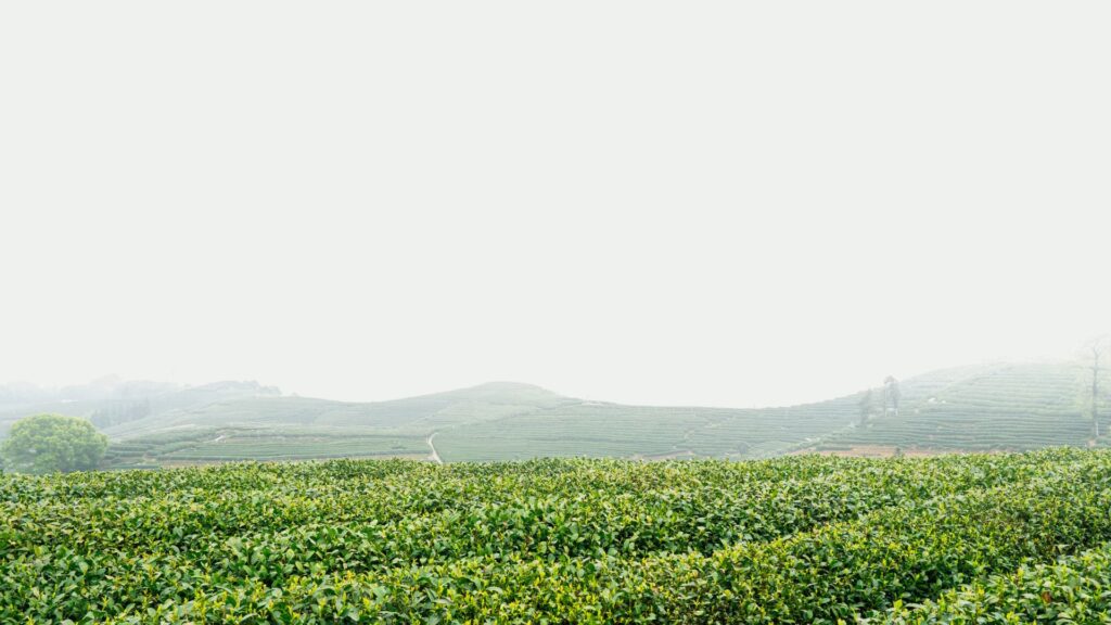 Buy From Farmers Direct