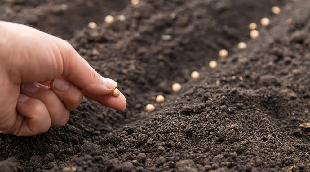 Sowing seeds in a row buy from farmers direct