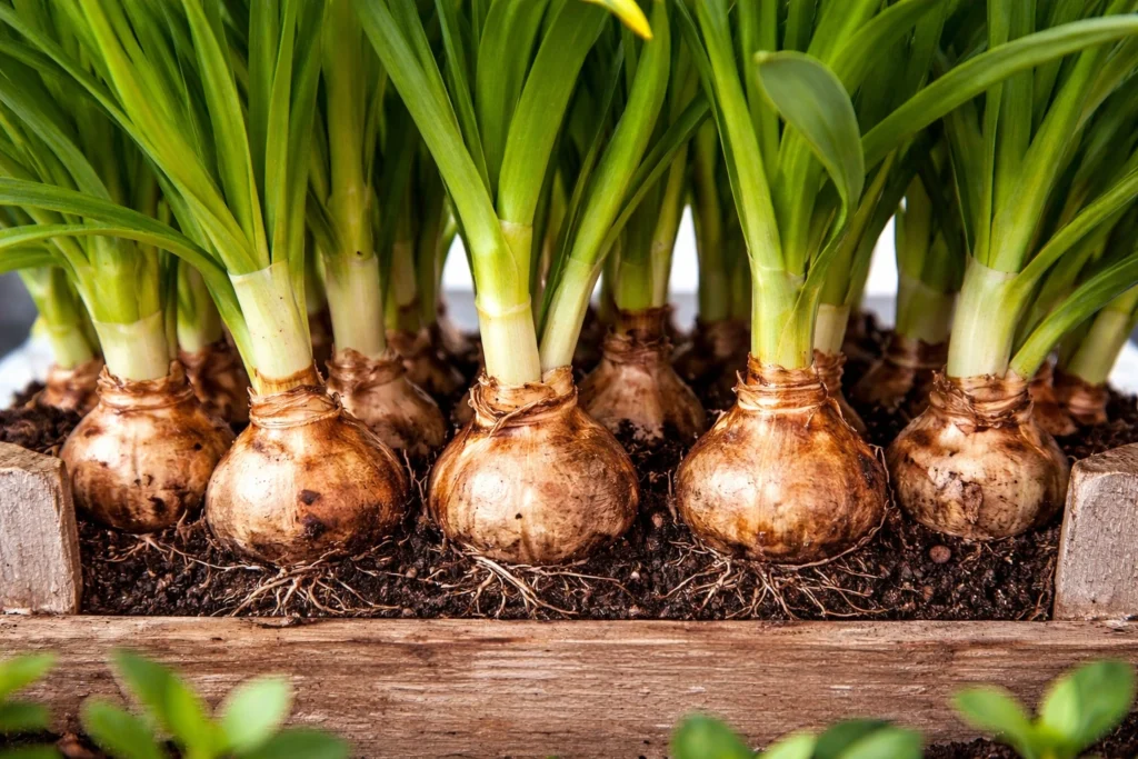 Tulip bulbs growing in a tray buy from farmers direct