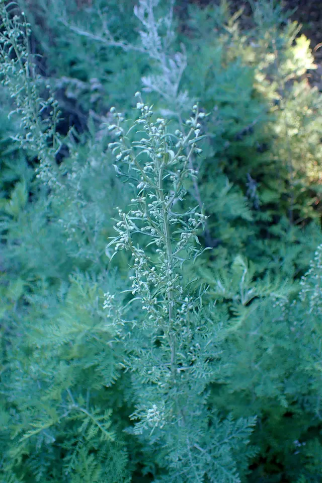 Finely divided grey green foliage and flower stems of Artemisia afra