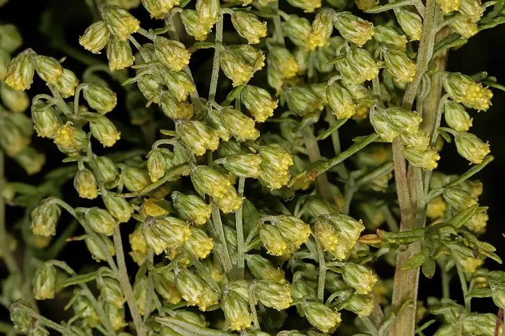 Clusters of small yellow African wormwood flower heads