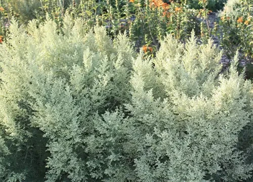 Mature African wormwood shrub with pale aromatic foliage in a sunny garden