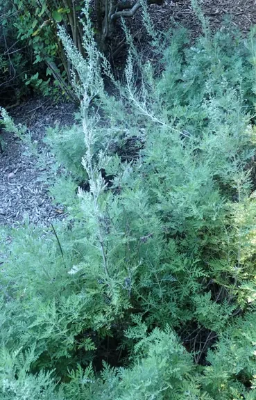 Whole African wormwood plant showing its upright branching growth