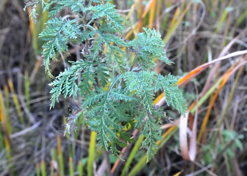 Grey green African wormwood foliage growing at Spitskop