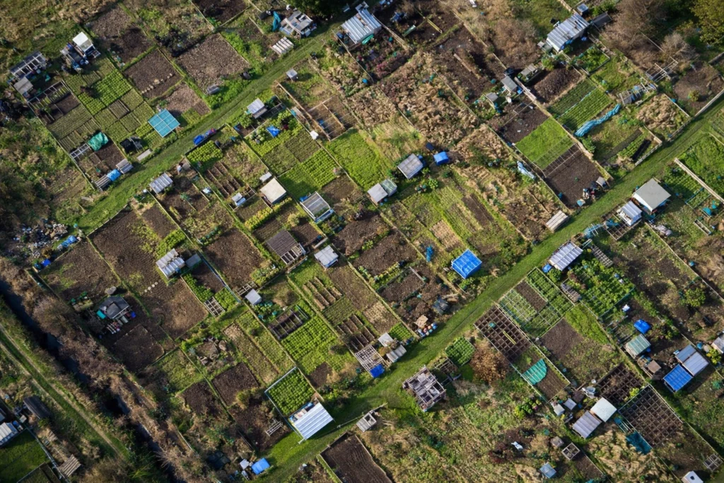 An allotment patch in London