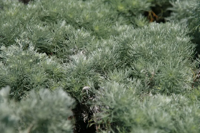 Soft silver foliage of Artemisia schmidtiana Nana