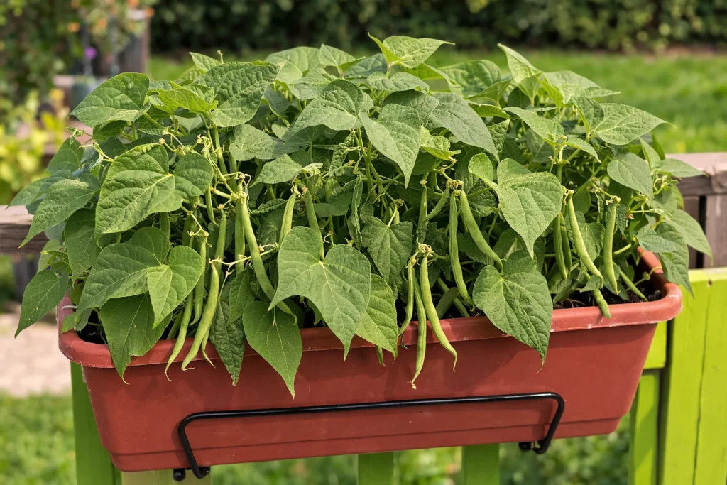 dwarf beans growing in a pot