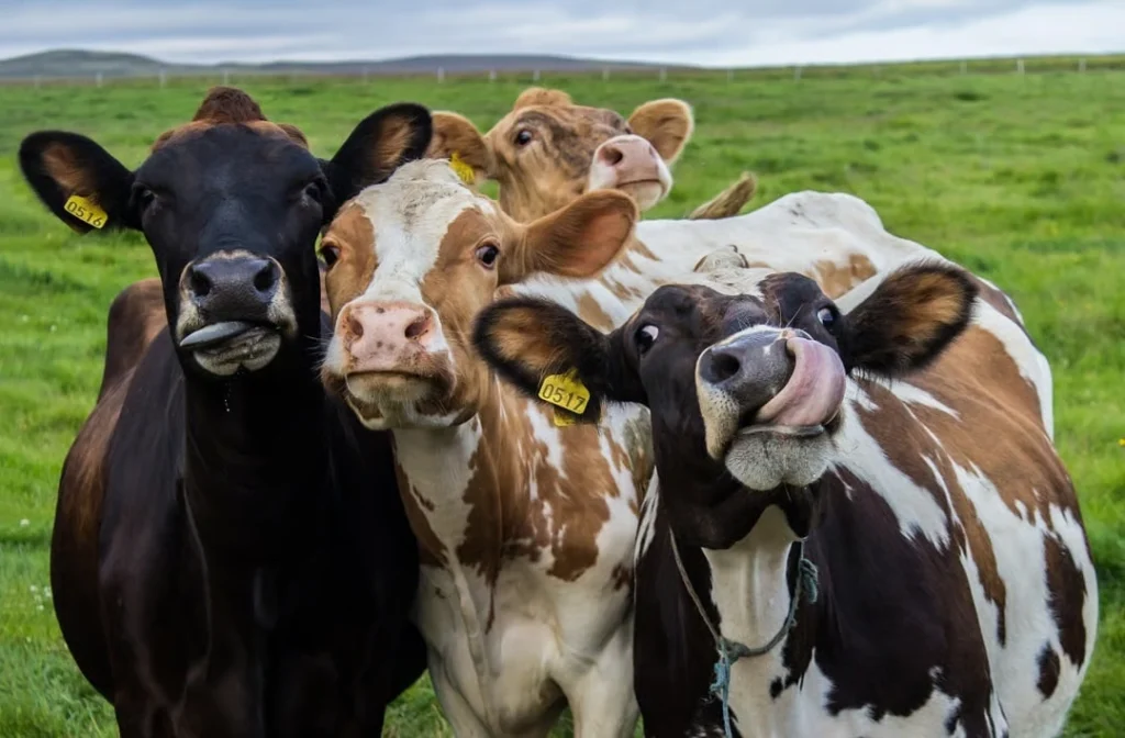 4 cows enjoying the field.