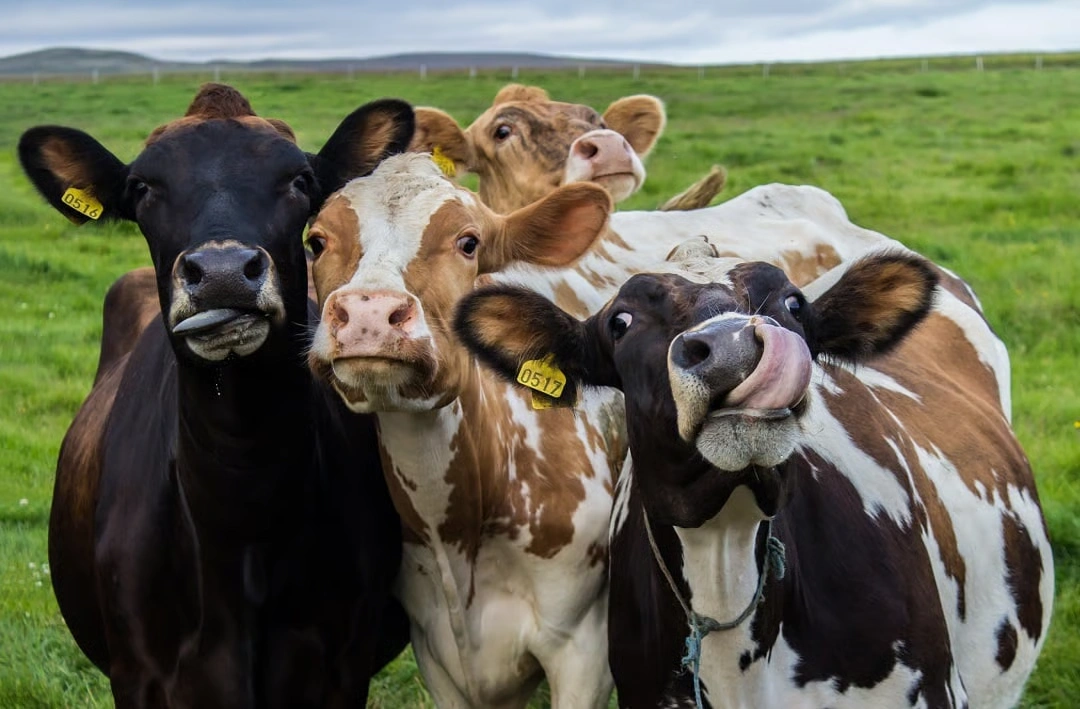 4 cows enjoying the field.