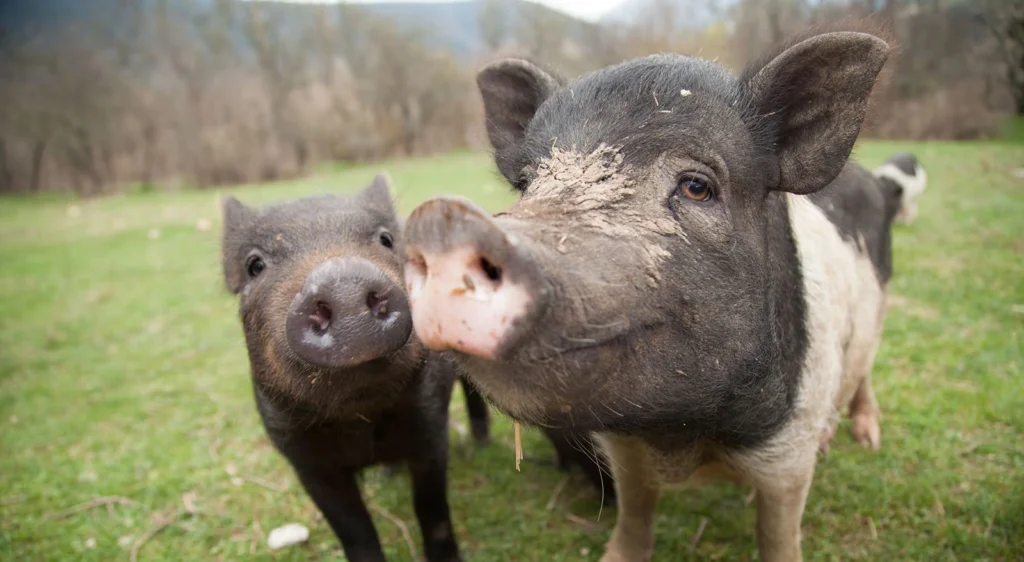 2 pigs chilling in a field.