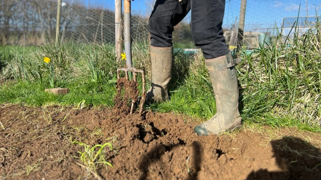 cultivating after potato crops