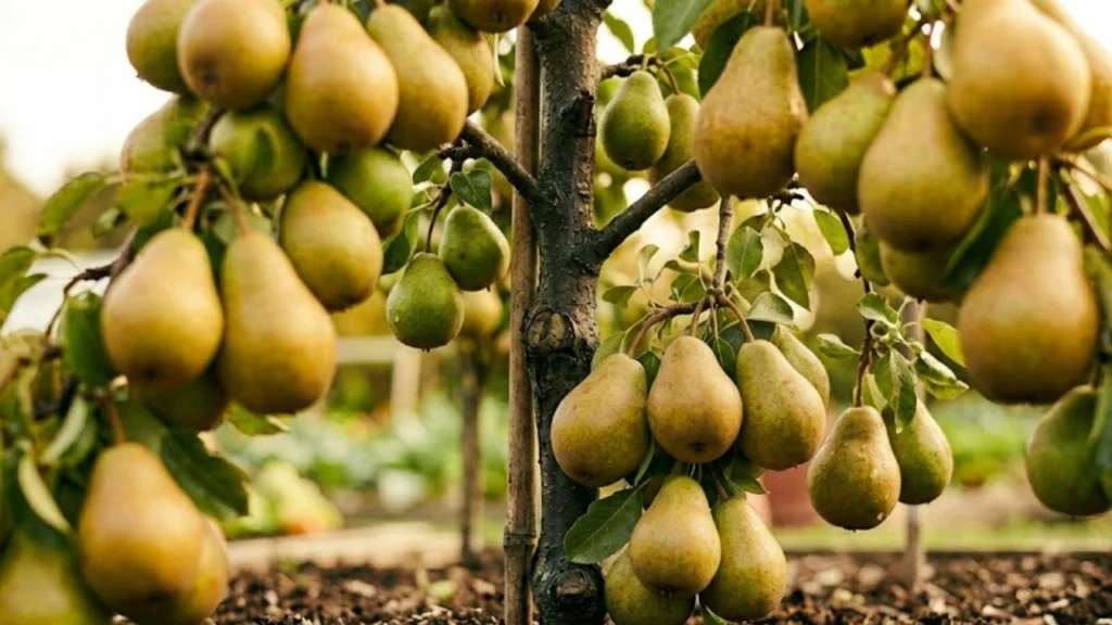 An image of a dwarf pear tree