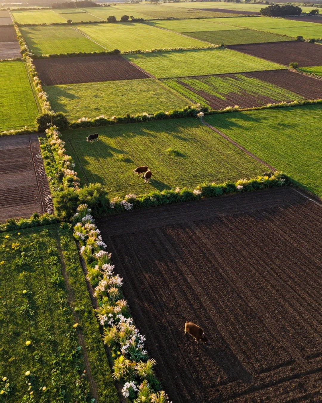 regenerative farming