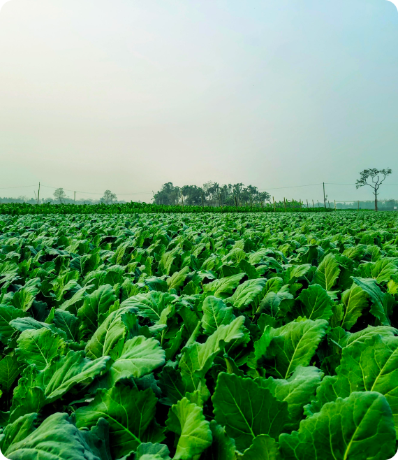 a cabbage crop