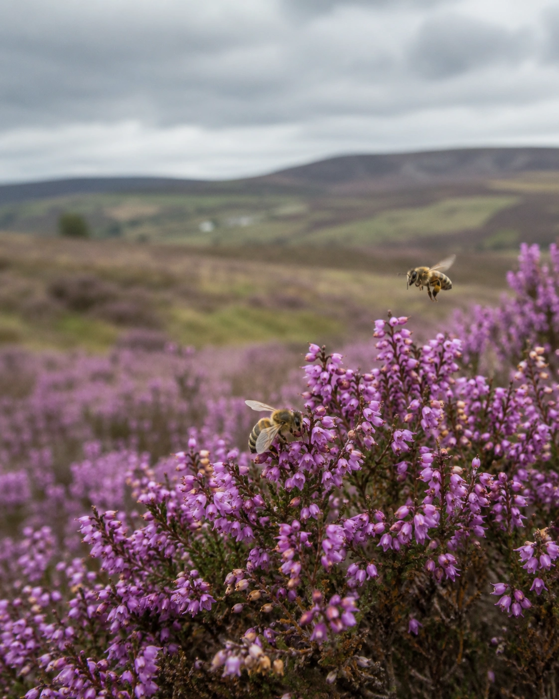 A bee in lavender fields