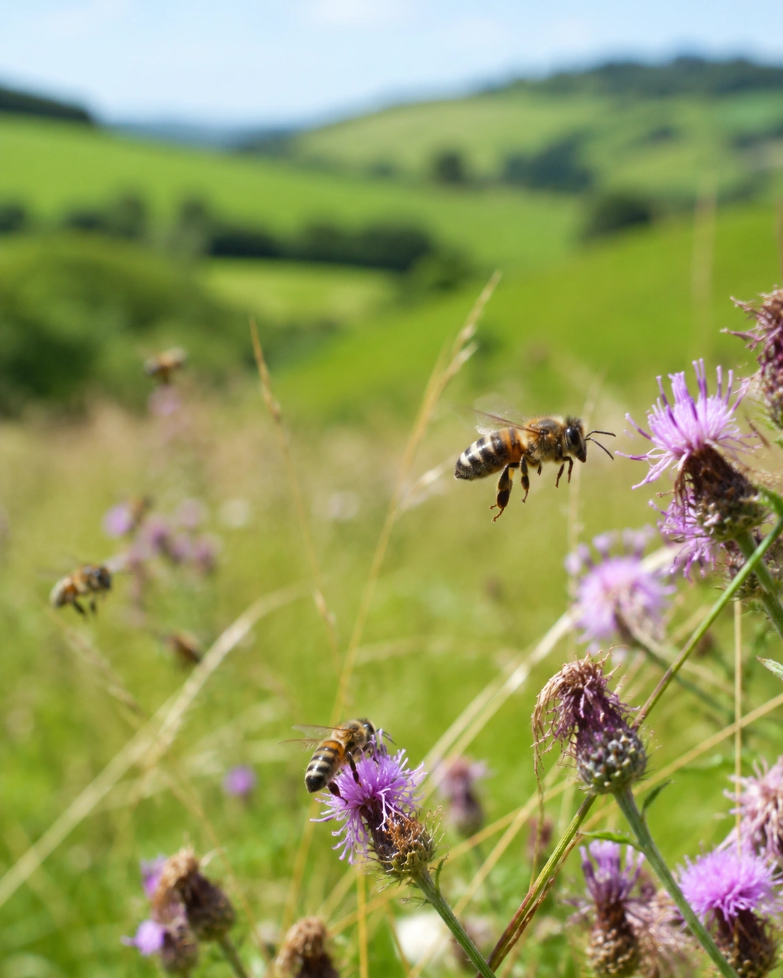 Bees looking for pollen