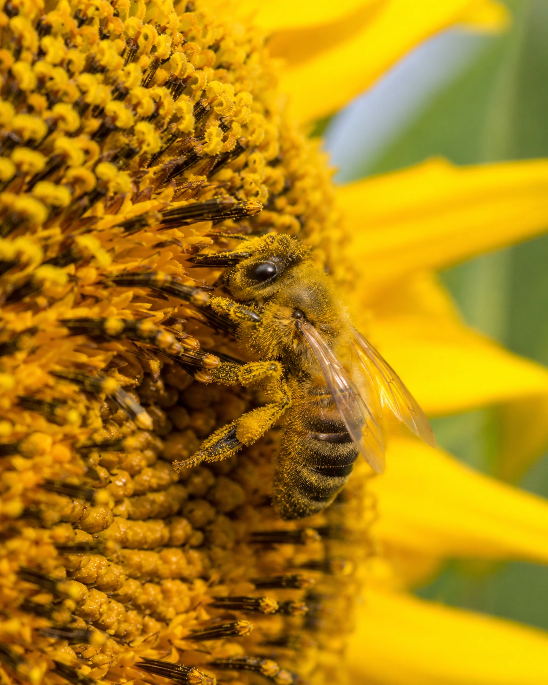A bee on a sunflower