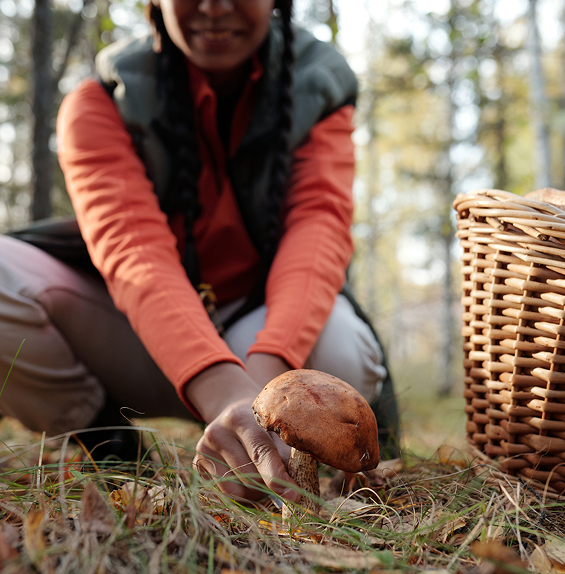 big mushrooms picking