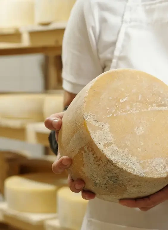 A person holding a large cheese wheel in a cheese store