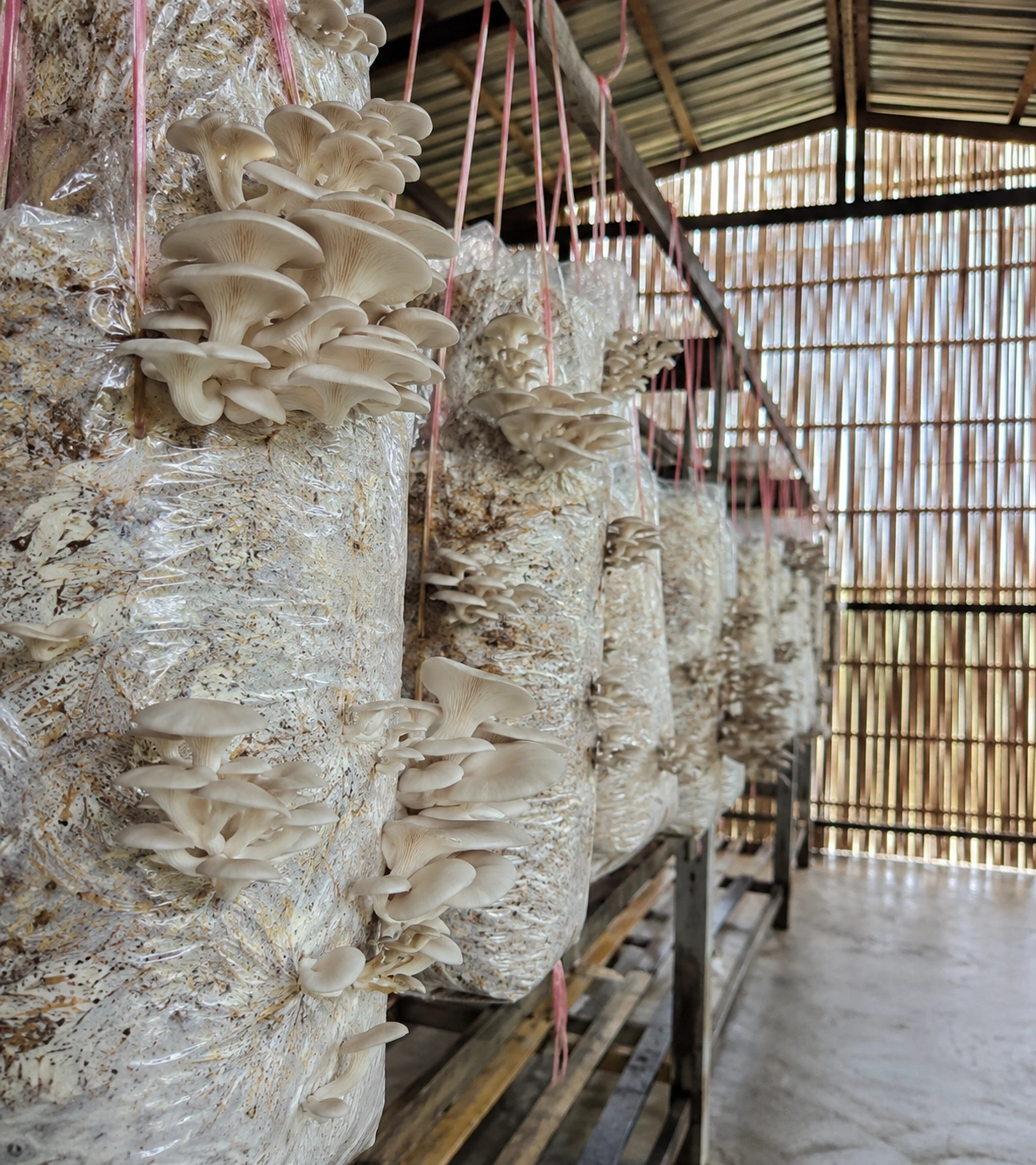 Oyster mushrooms growing from bags on a rack