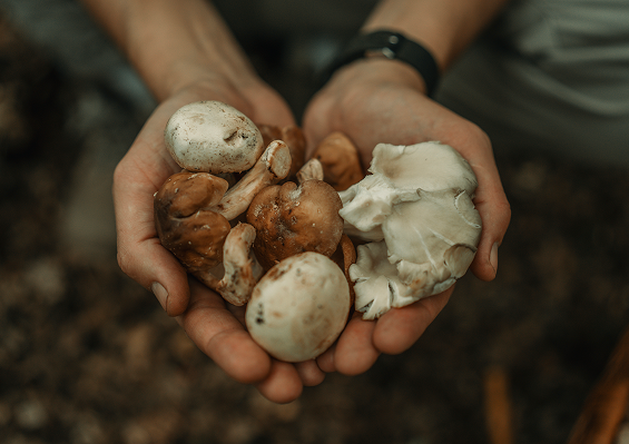 handful of mushrooms