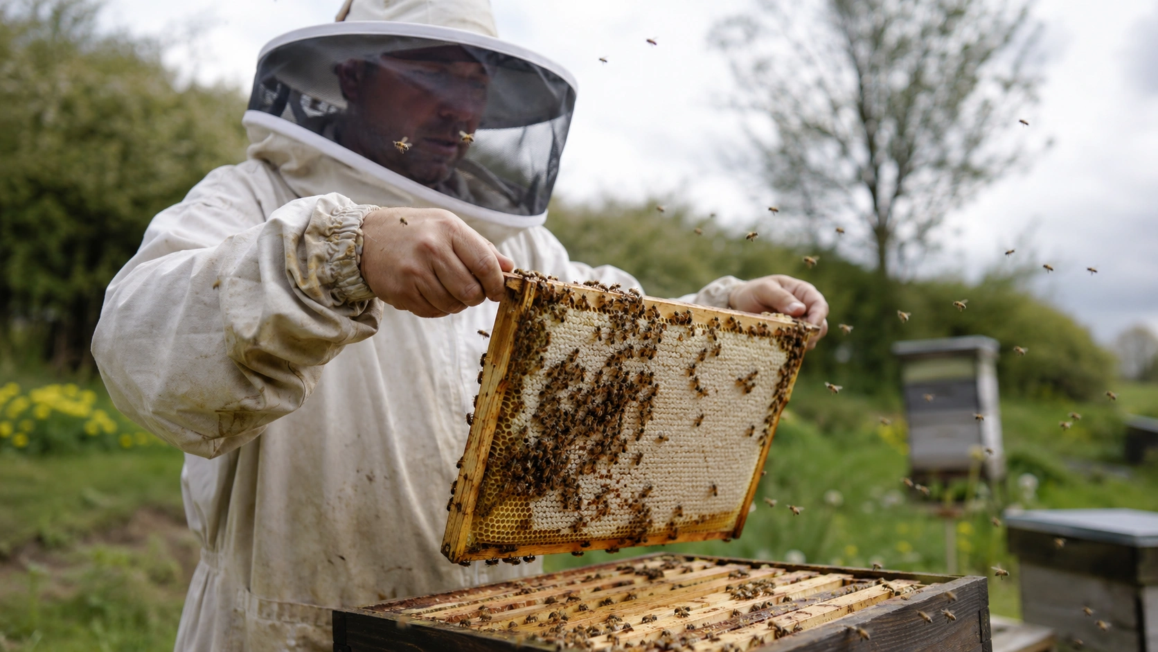 a beekeeper teaching how to keep bees