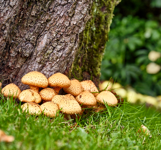 Cluster of mushrooms growing at the base of a tree