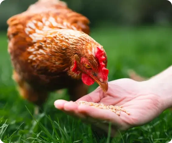 A brown hen eating grain from an open hand