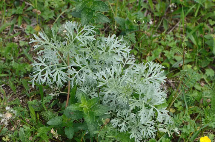 Divided silver green leaves of common wormwood, Artemisia absinthium