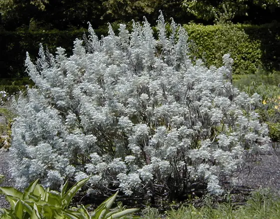 Mature silver leaved tree wormwood shrub, Artemisia arborescens