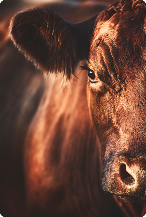 Close-up of a brown cow’s eye and face
