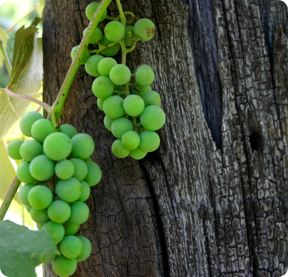 Green grapes growing on a vine