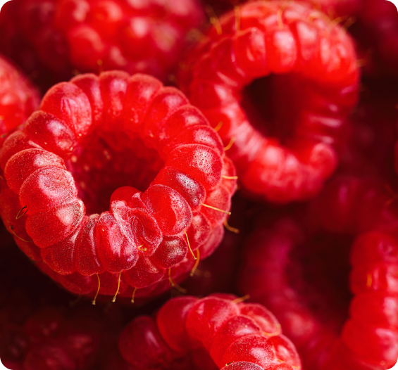 Close-up of ripe red raspberries