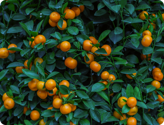 Ripe oranges growing on a leafy tree