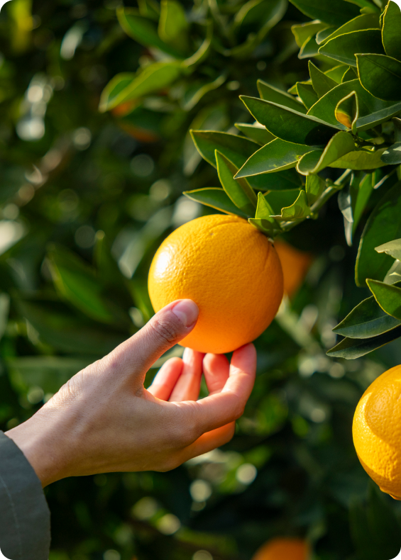 Hand picking an orange from a tree