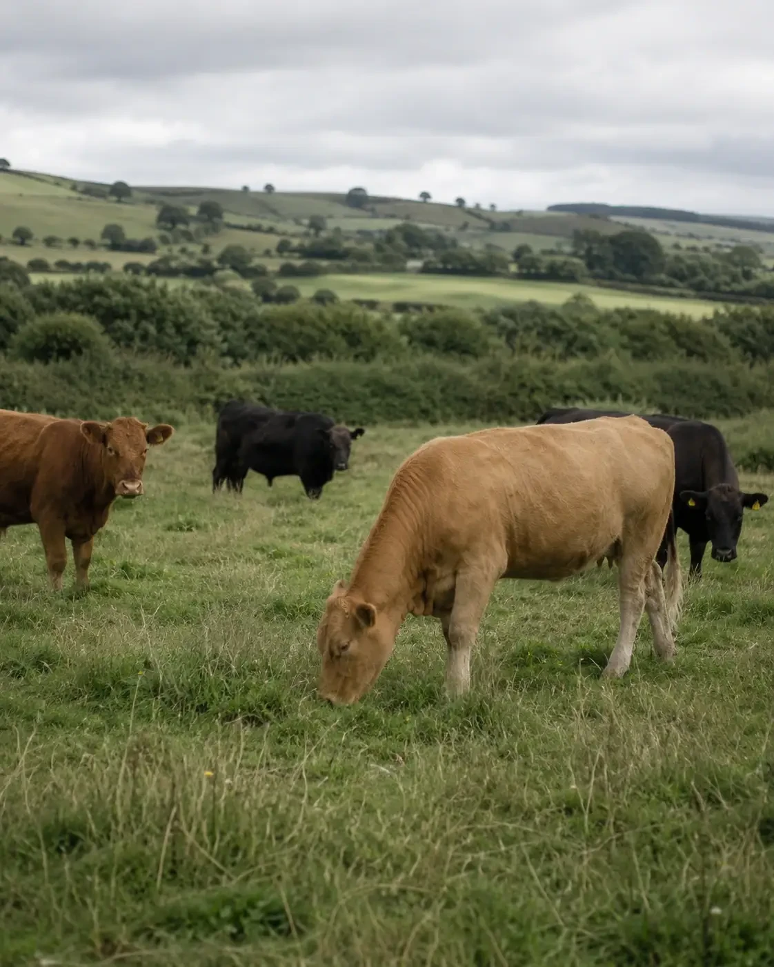 Cattle grazing in a green field beneath rolling hills