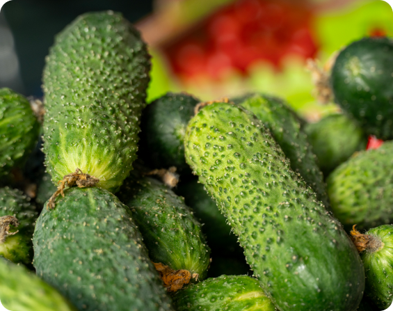 Fresh small cucumbers