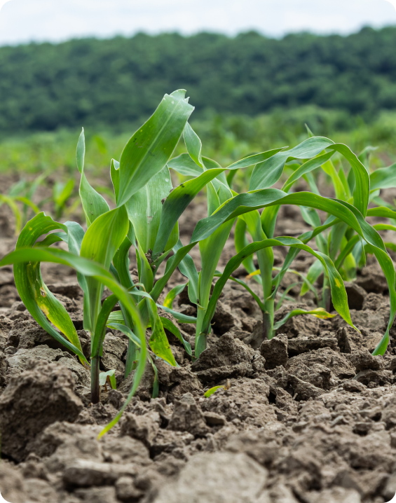 Rows of young crop plants growing in soil