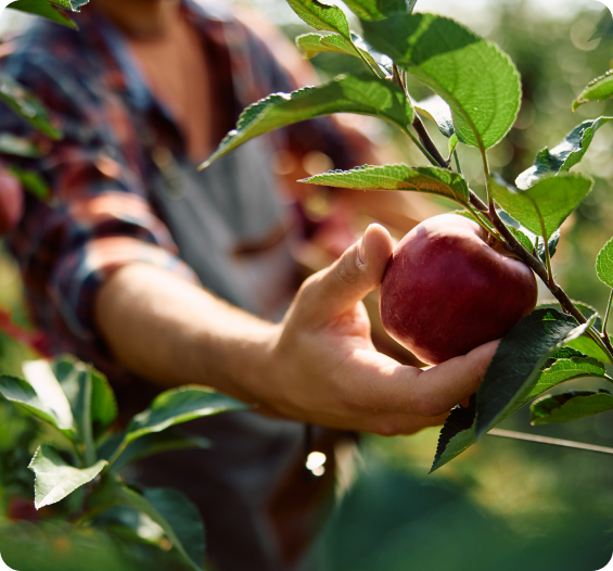 Hand picking a red apple from a tree