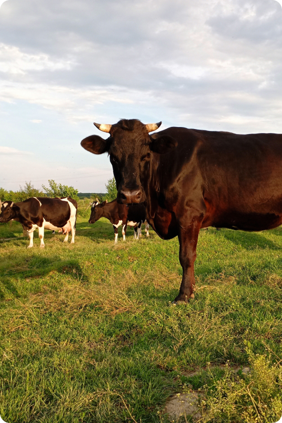 Brown cow standing in a green pasture