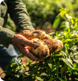 Hands holding freshly harvested potatoes with soil on their skins