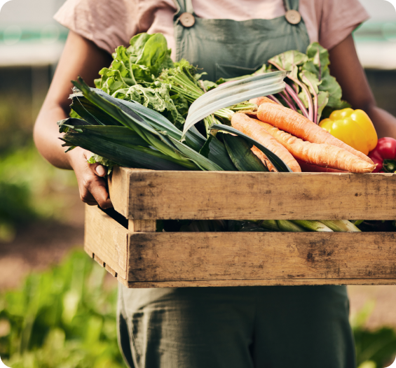 vegetable boxes
