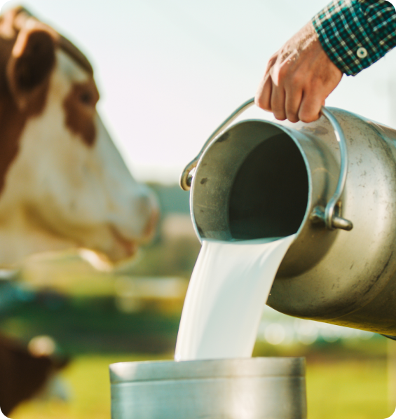 Milk being poured into a churn beside a cow