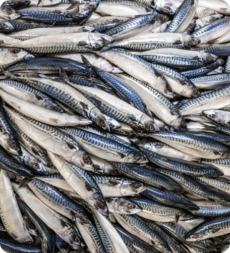Small silver fish displayed together