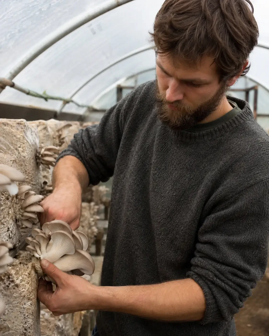 Grower harvesting clusters of oyster mushrooms