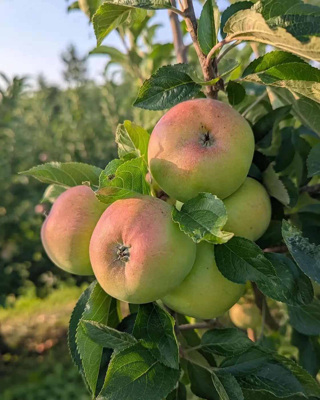 Apples ripening on a leafy tree branch