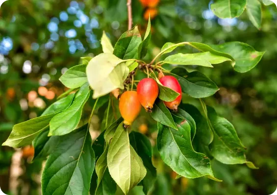 Small red and orange fruits growing on a leafy branch