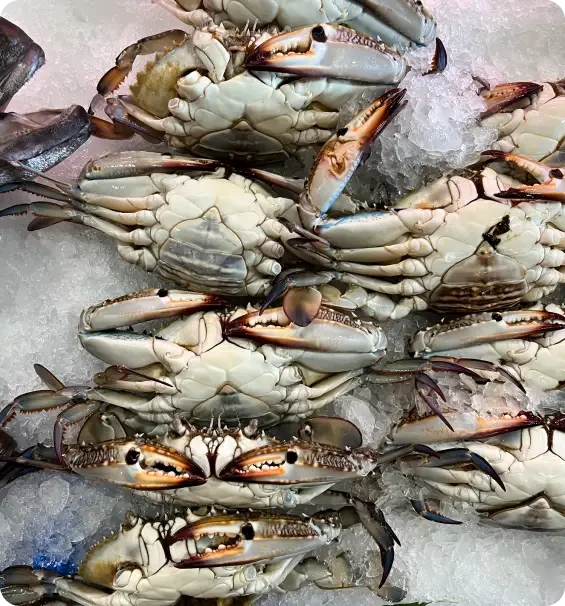 Crabs displayed on crushed ice