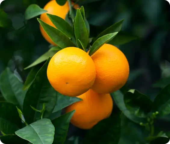 Oranges ripening among dark green leaves