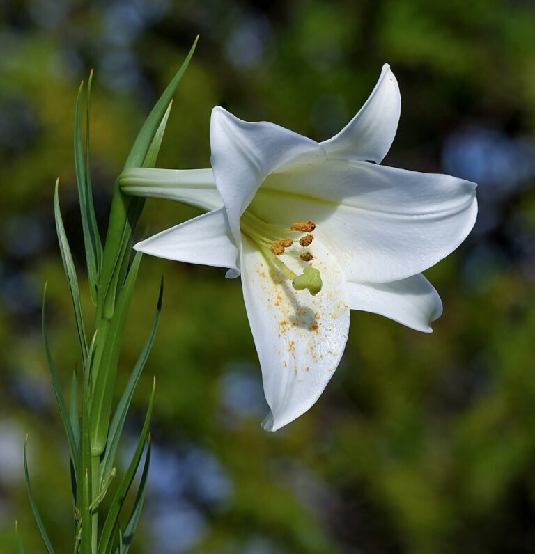 White Formosa lily flowers in a garden